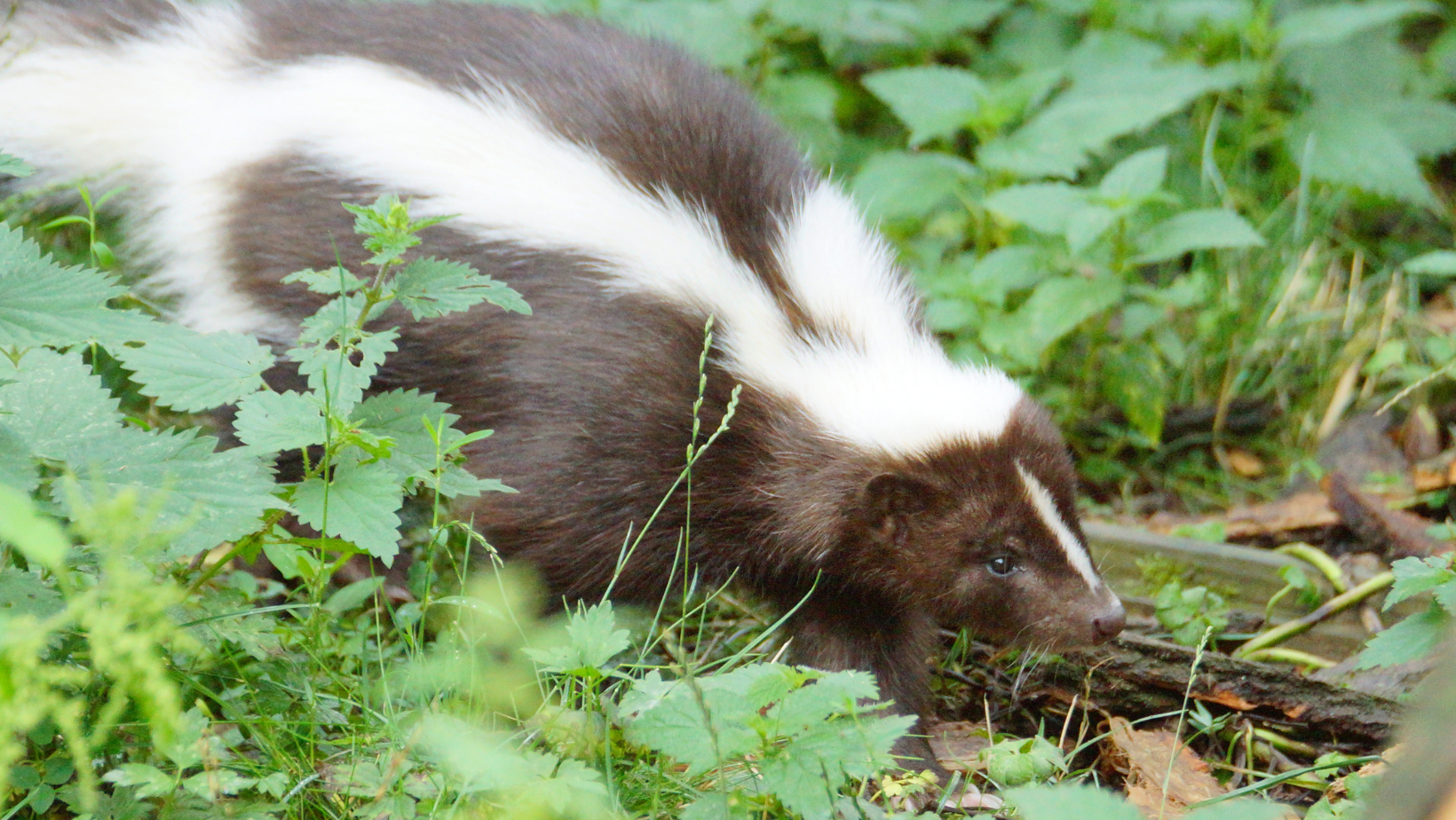 Local Skunk Nature's Heritage