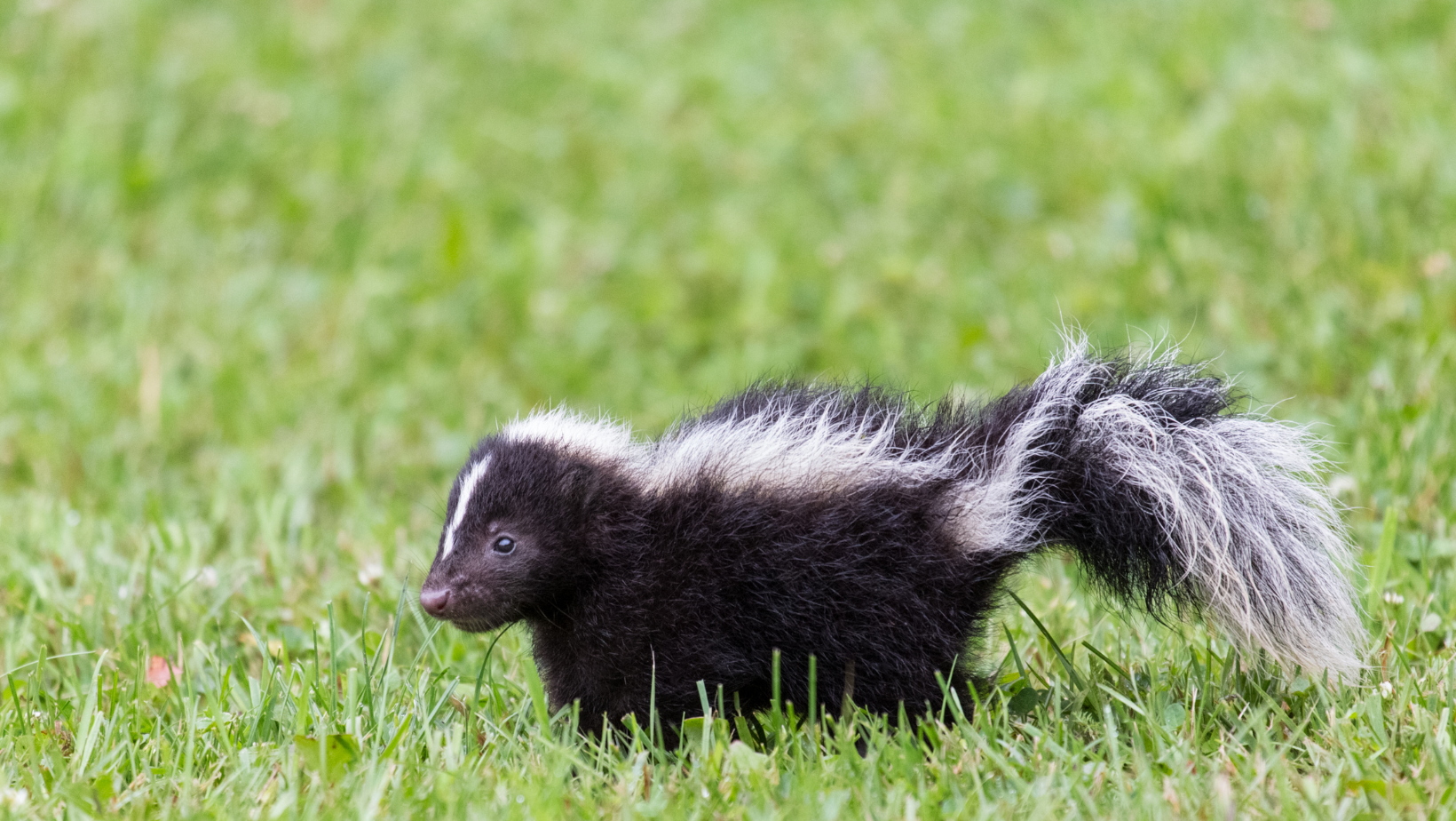 Nature's Heritage Local Skunk